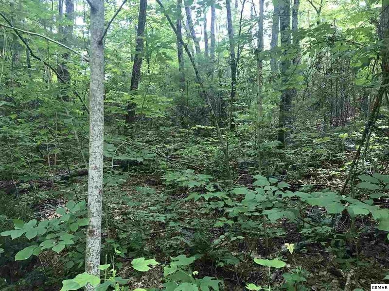 99 Ginseng Way Lot 99, Sevierville, TN 37862