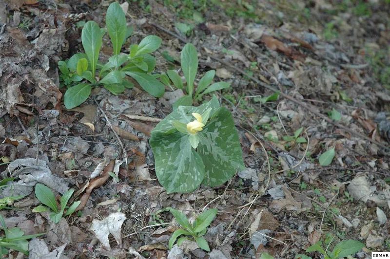 2 Hurlbut Way Lot 2B, Sevierville, TN 37862