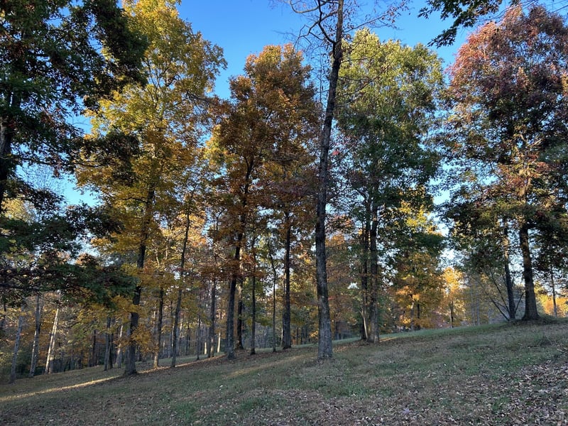 7850 W Lick Creek Rd, Primm Springs, TN 38476