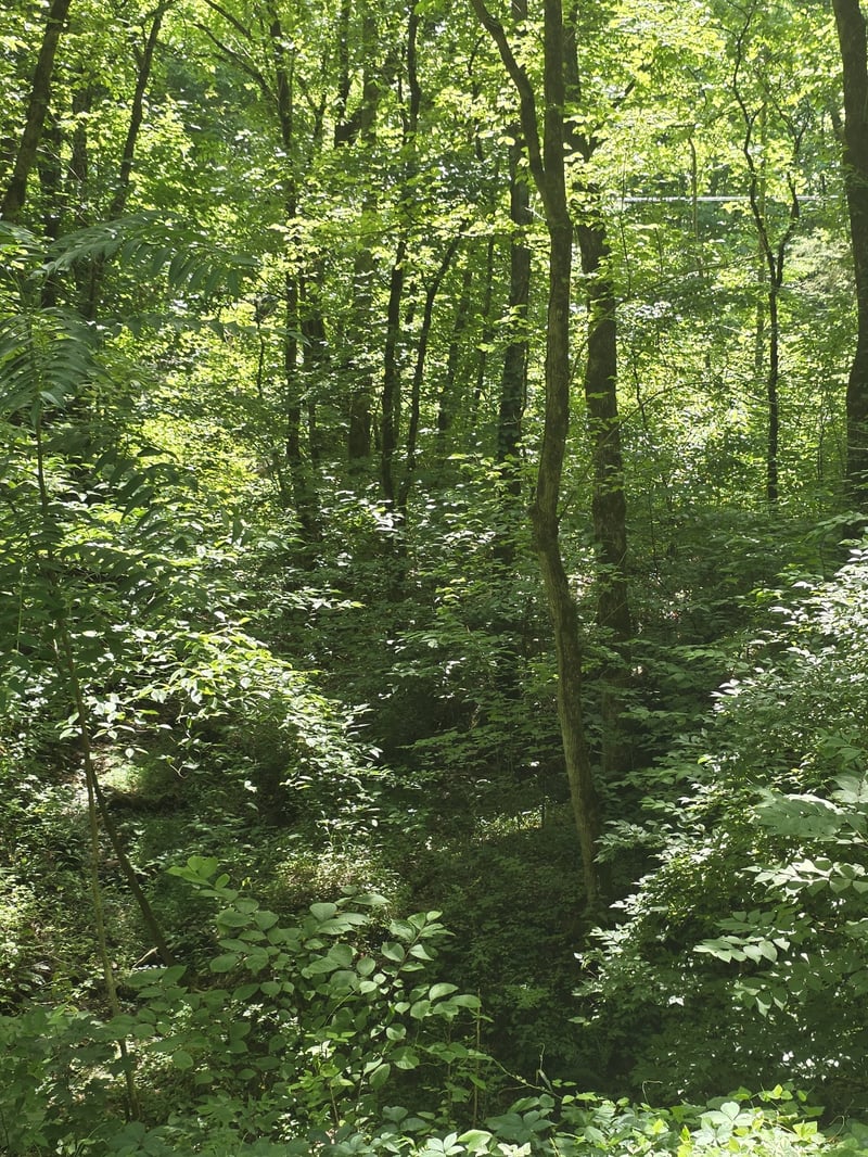 0 Difficult Ln, Pleasant Shade, TN 37145