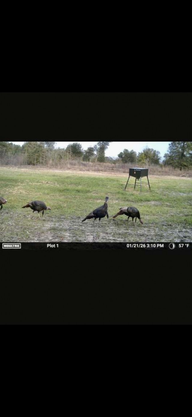 0 Sealy Wells Rd Lot 3, Cottonwood, AL 36320