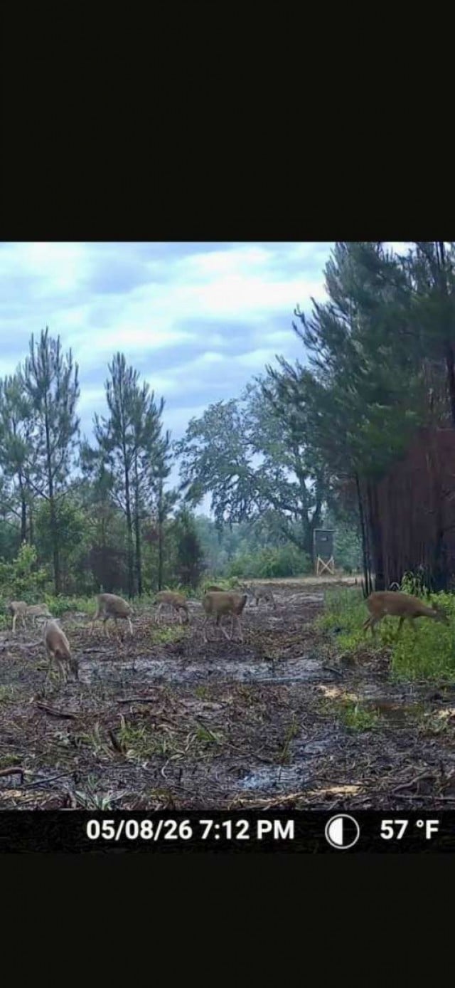 0 Sealy Wells Rd Lot 3, Cottonwood, AL 36320