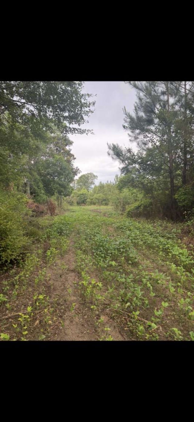 0 Sealy Wells Rd Lot 3, Cottonwood, AL 36320