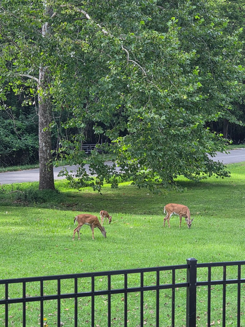 28 Noel Dr, Mount Juliet, TN 37122