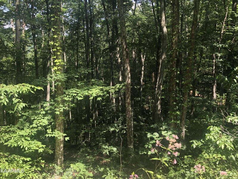 19 Low Sunset Dr Lot 19, Sevierville, TN 37876