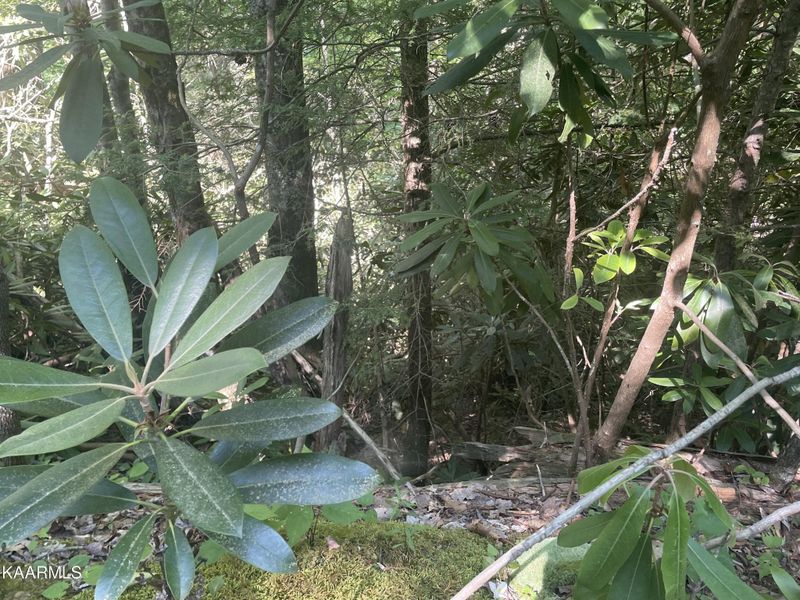 67 Sycamore St Lot 67, Sevierville, TN 37876