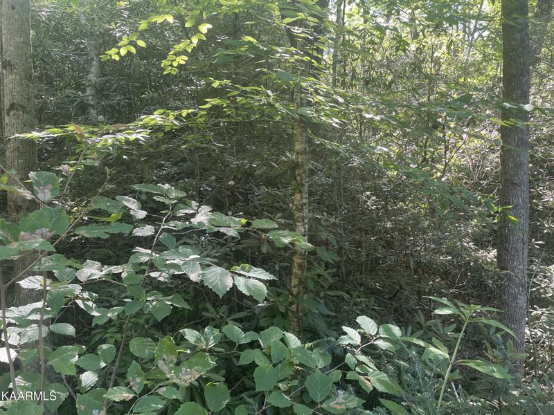 67 Sycamore St Lot 67, Sevierville, TN 37876