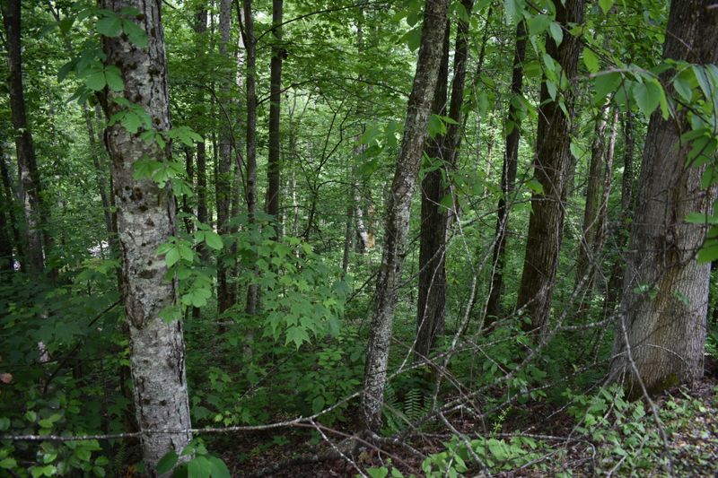 0 Whetstone Rd Lot 2, Sevierville, TN 37862