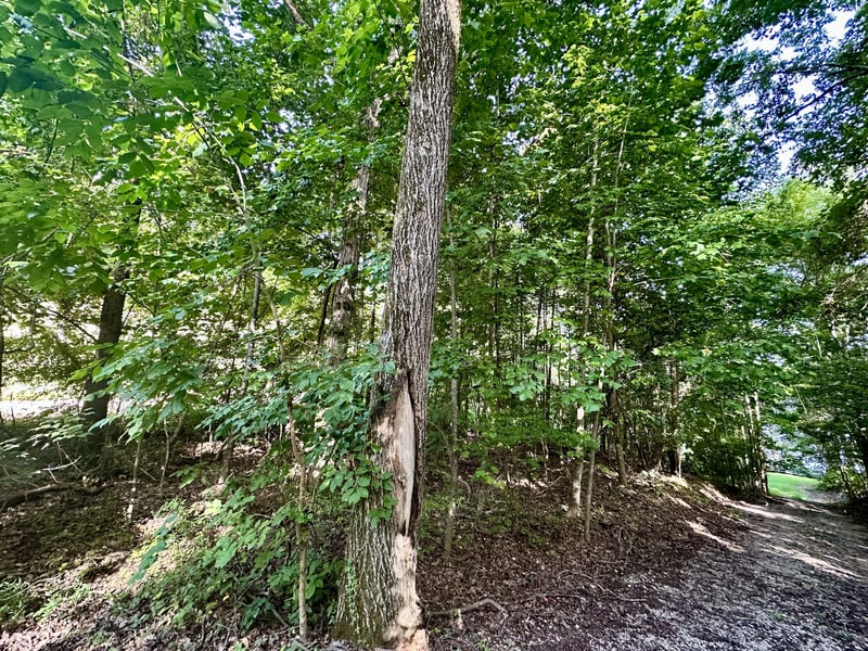 0 Paradise Dr, Waterloo, AL 35677