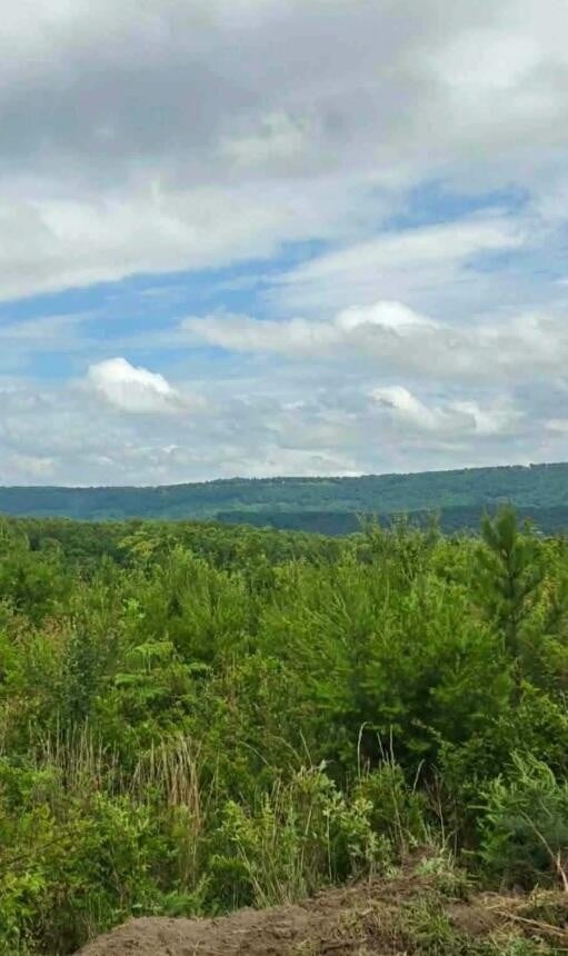 2 Bethel Rd Lot 2, Hammondville, AL 35989