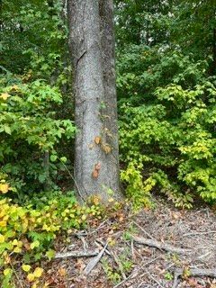 0 N Hummingbird Ln N Lot #3, Dickson, TN 37055