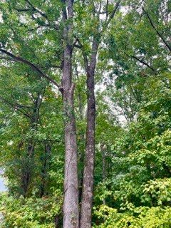 0 N Hummingbird Ln N Lot #3, Dickson, TN 37055