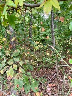 0 N Hummingbird Ln N Lot #3, Dickson, TN 37055