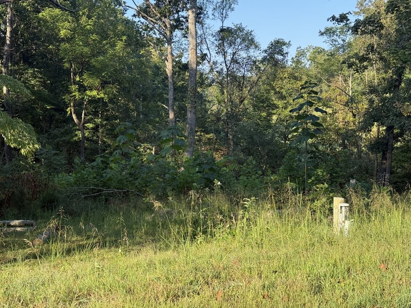 1190 Bell Hollow Rd, Vanleer, TN 37181