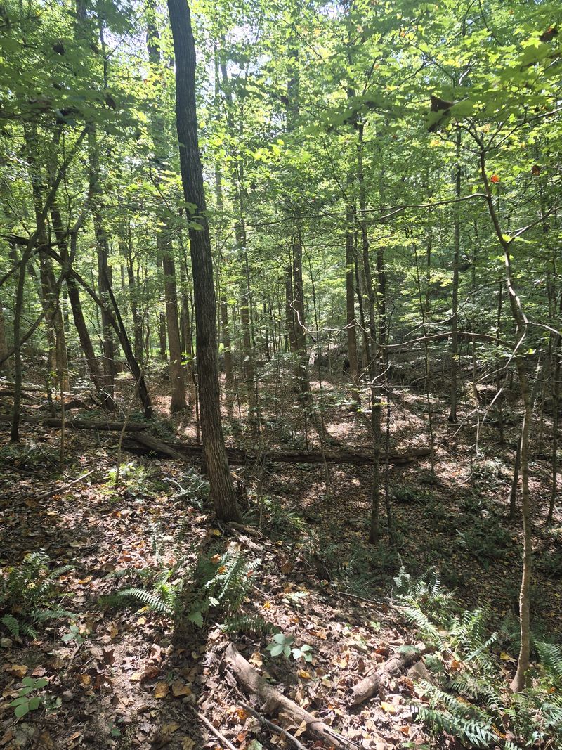 1318 Turkey Creek Rd, Dickson, TN 37055