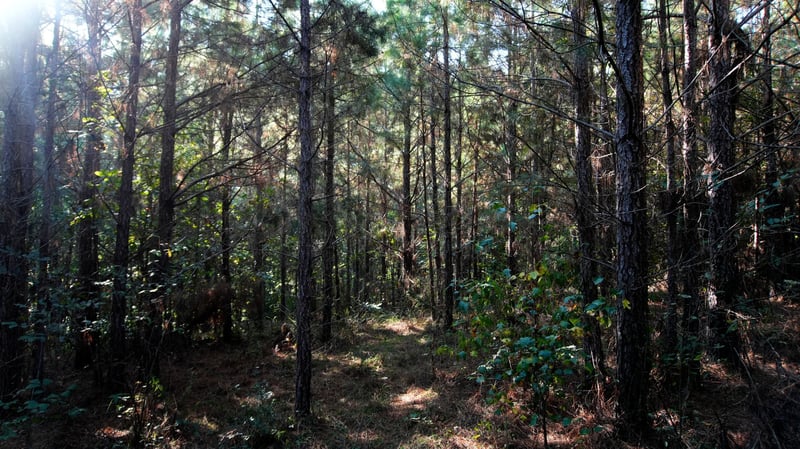 3 Ables Rd, Cherokee, AL 35616