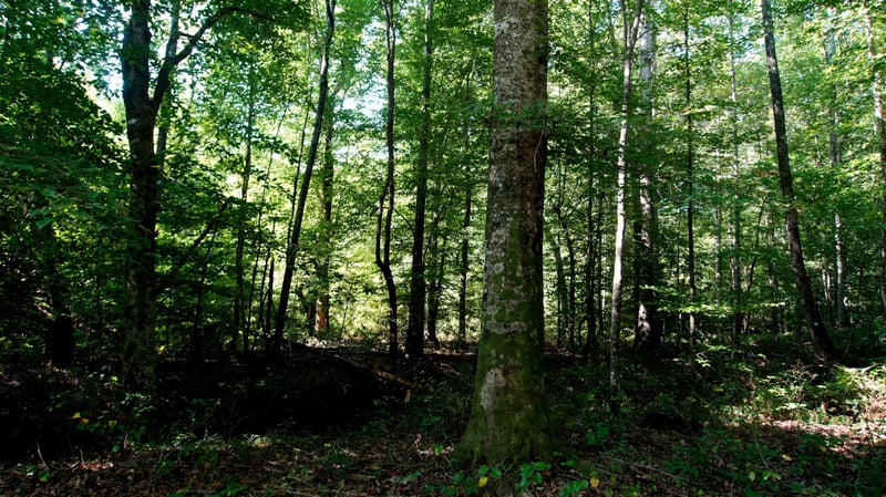 3 Ables Rd, Cherokee, AL 35616