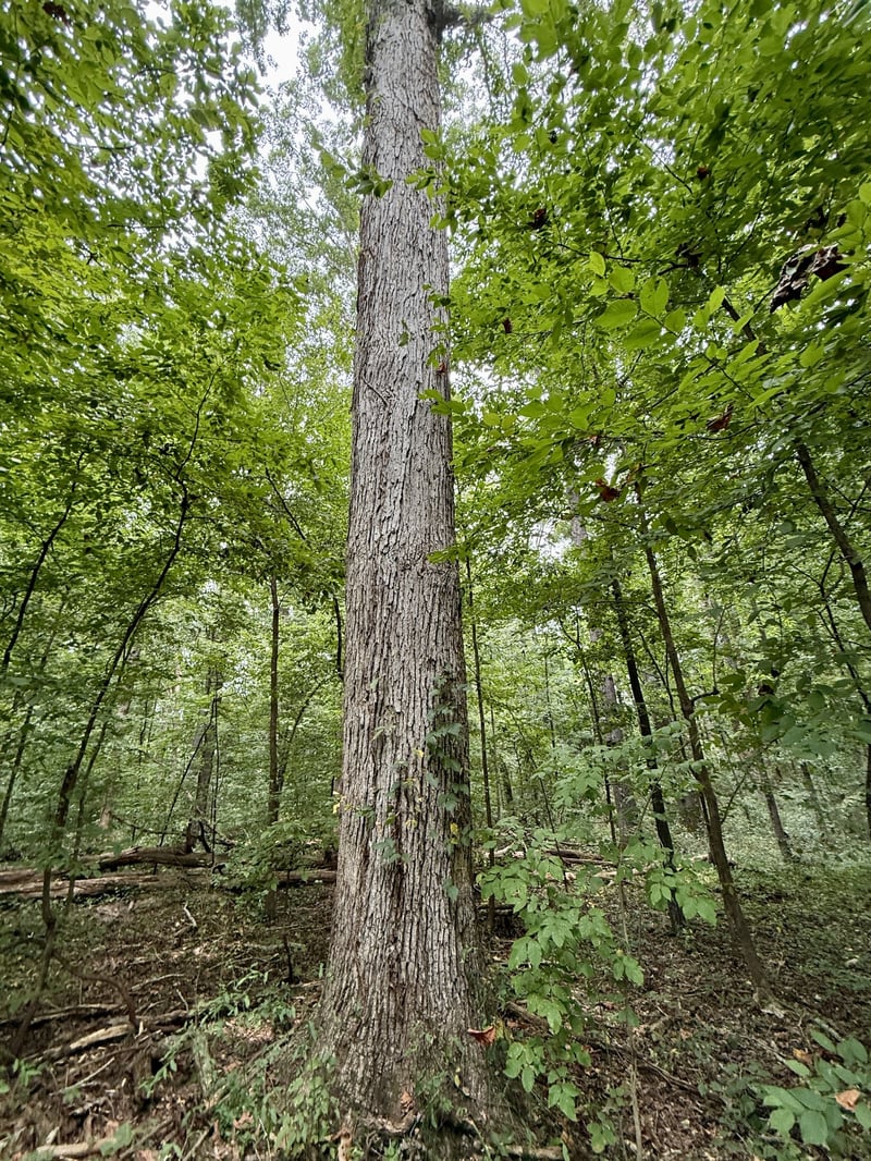0 Oakdale Rd, Athens, AL 35613