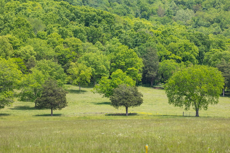 9701 Fox Hollow Rd, Christiana, TN 37037