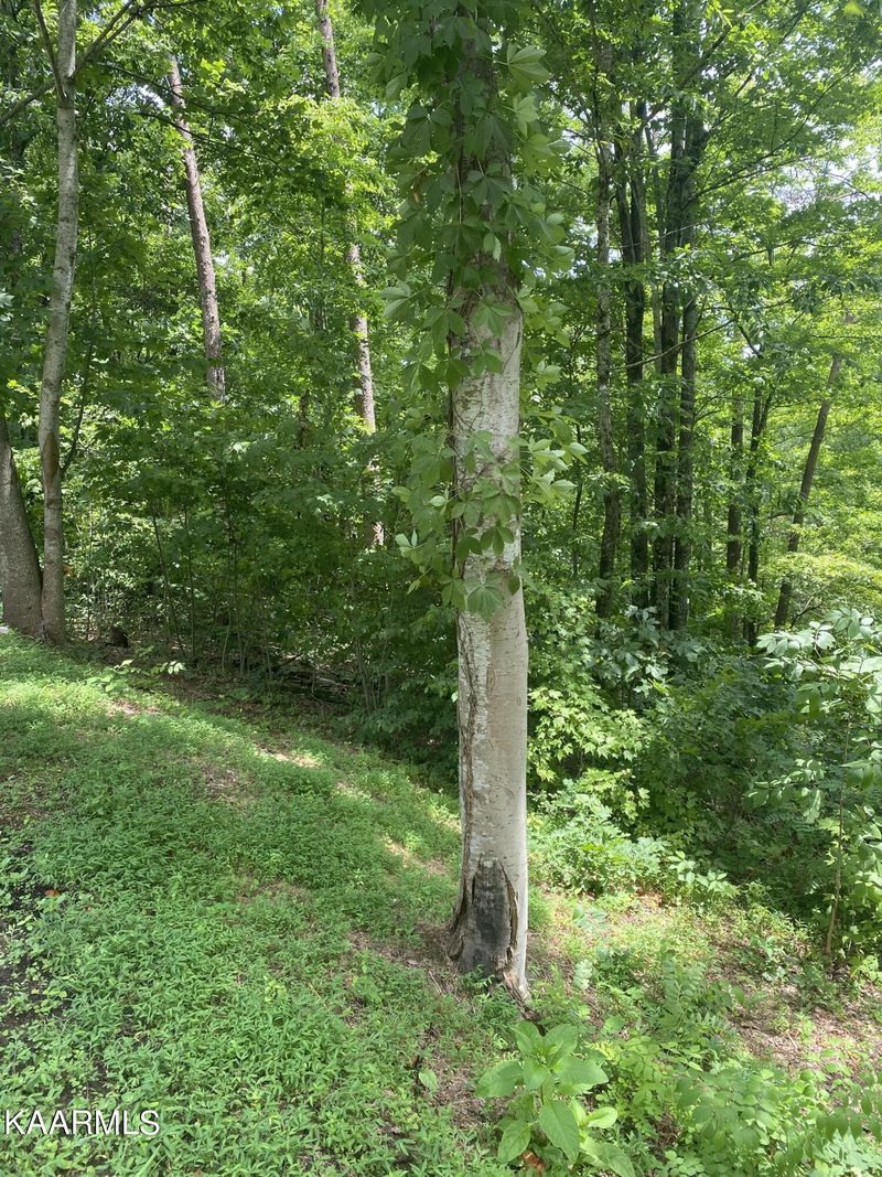 0 Black Bear Ln Lot 10&11, Sevierville, TN 37862