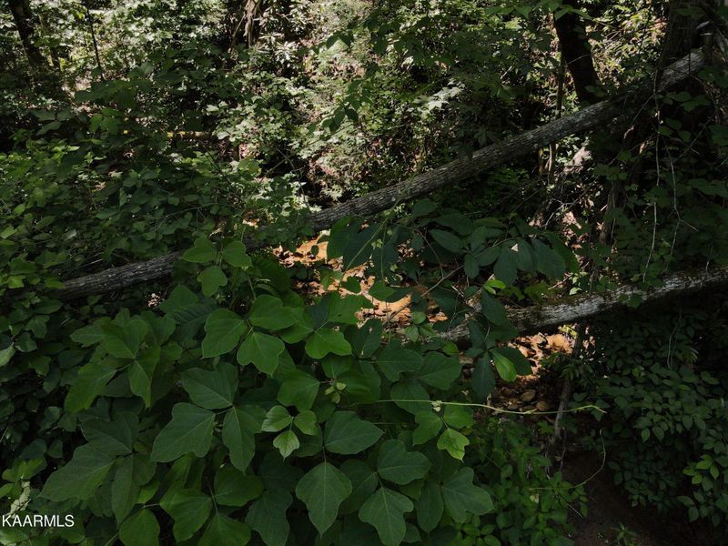 7 Black Walnut Flats Rd Lot 7, Sevierville, TN 37862