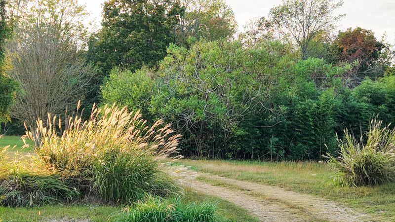 421 Pea Ridge Rd, Westmoreland, TN 37186