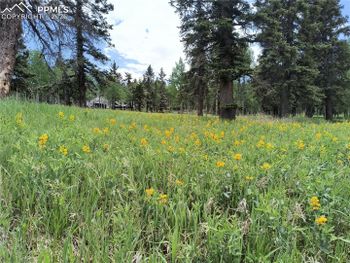 0 Will Scarlet Dr, Divide, CO 80814