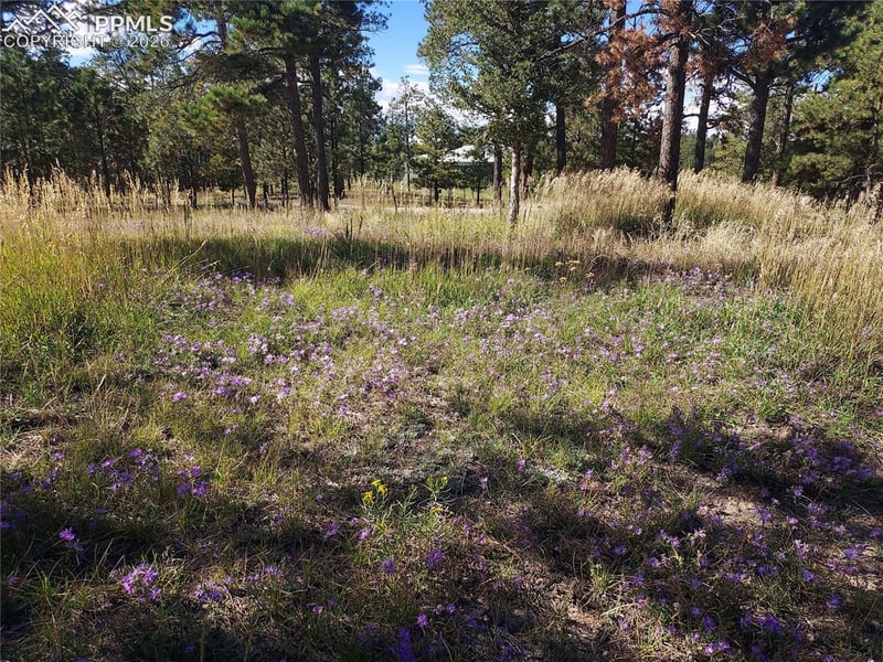13395 Frank Rd, Colorado Springs, CO 80908
