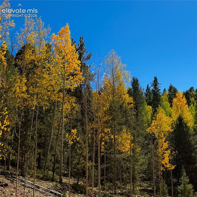 1341 Calcite Dr, Divide, CO 80814