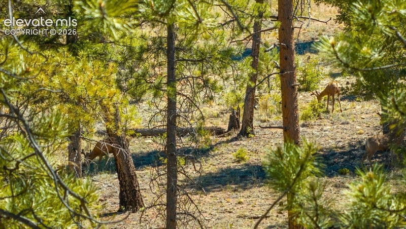 146 Toms Ranch Rd, Lake George, CO 80827
