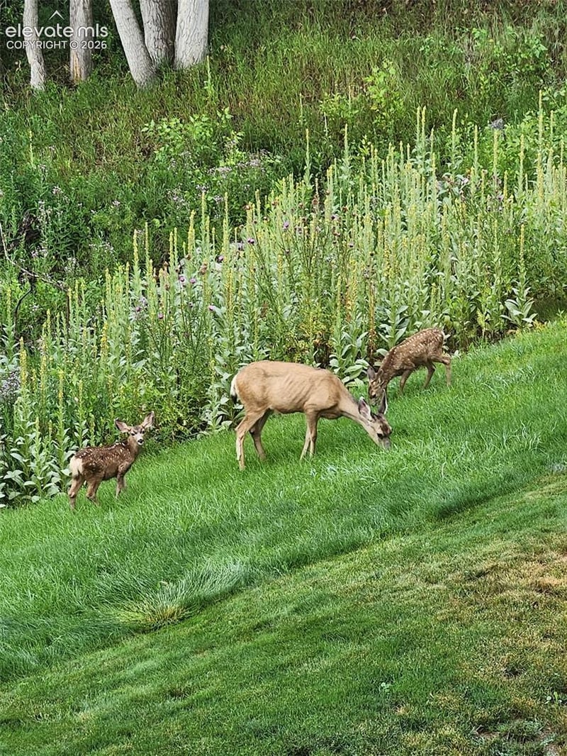 1660 Deer Creek Rd, Monument, CO 80132