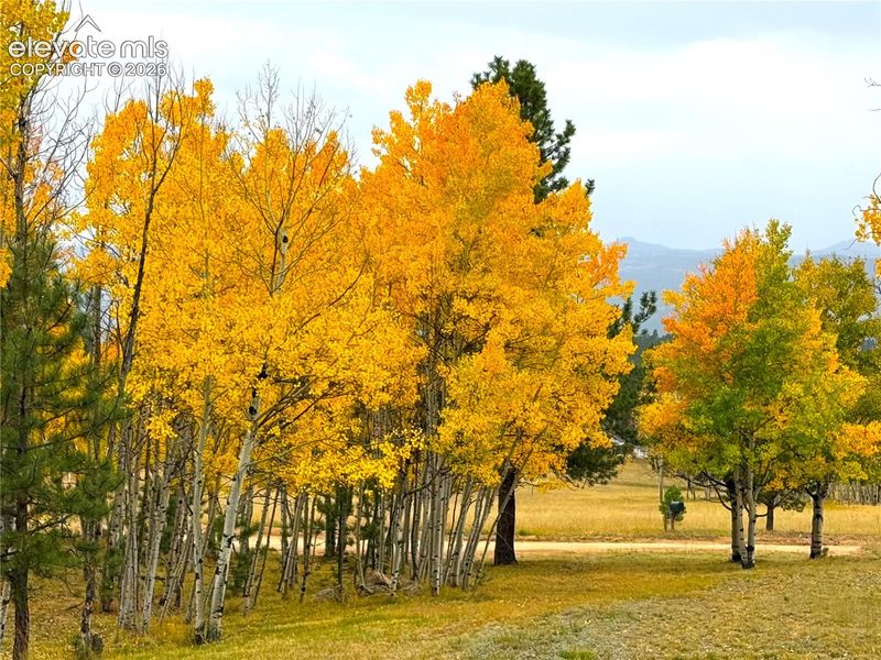 1874 Vagabond Creek Dr, Lake George, CO 80827