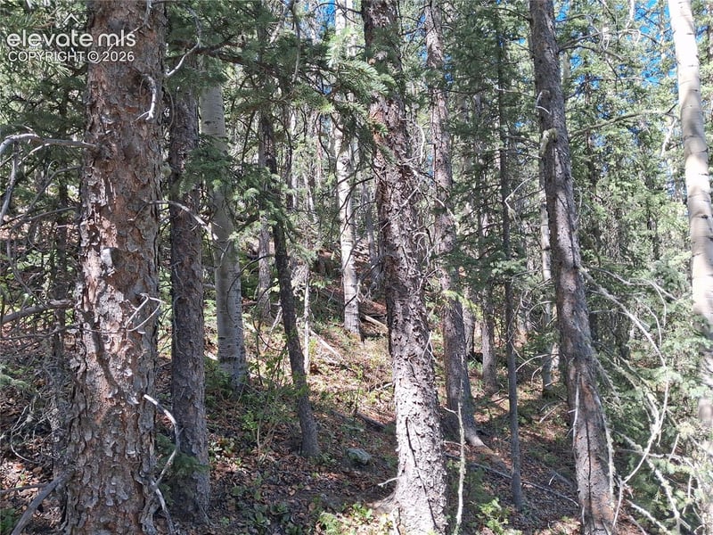 2462 Anges Dr, Cripple Creek, CO 80813