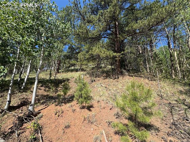 281 Pikes Peak Dr, Divide, CO 80814