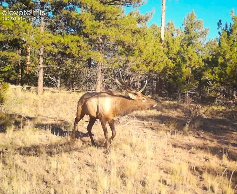 31572 Highway 9, Fairplay, CO 80449