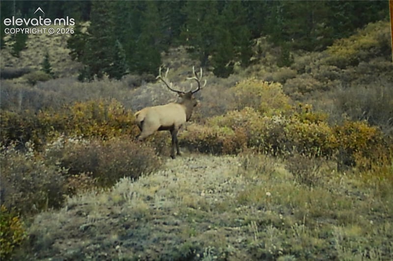 3956 Fs 659 Rd, Fairplay, CO 80440