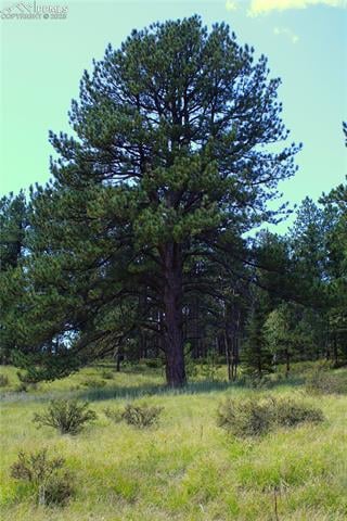 6500 County Road 5, Divide, CO 80814