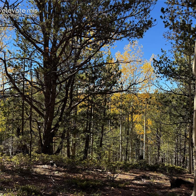 773 Timber Ridge Rd, Divide, CO 80814