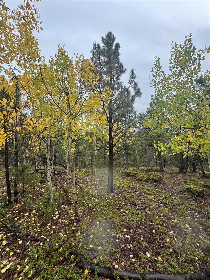 7935 County Road 51, Divide, CO 80814