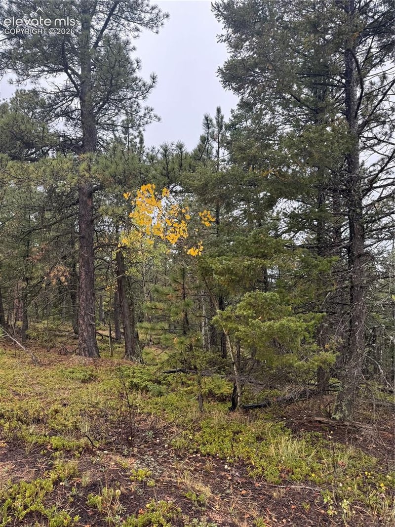 7935 County Road 51, Divide, CO 80814