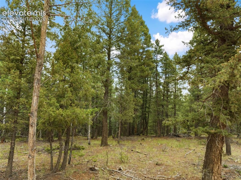 810 Ridge Rd, Divide, CO 80814