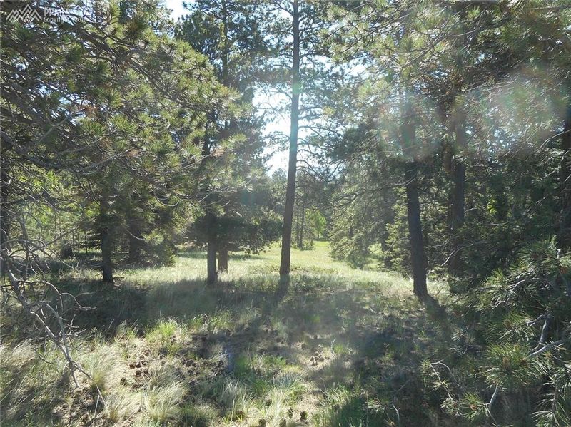 00 County Road 25, Divide, CO 80814