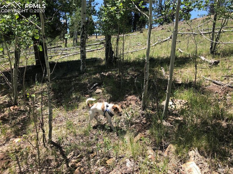 00 Middle Fork Vi, Fairplay, CO 80440