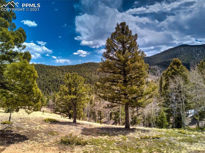 1100 S Elk Rg, Divide, CO 80814