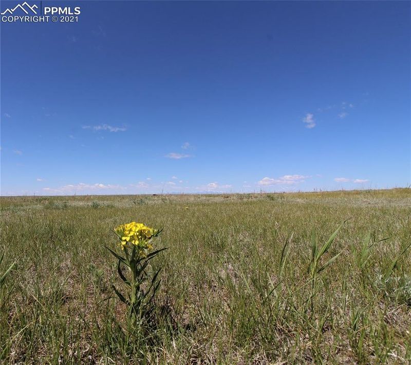 11630 Sals Vw, Calhan, CO 80808