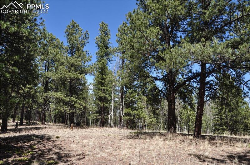 1181 E Bison Creek Trl, Divide, CO 80814
