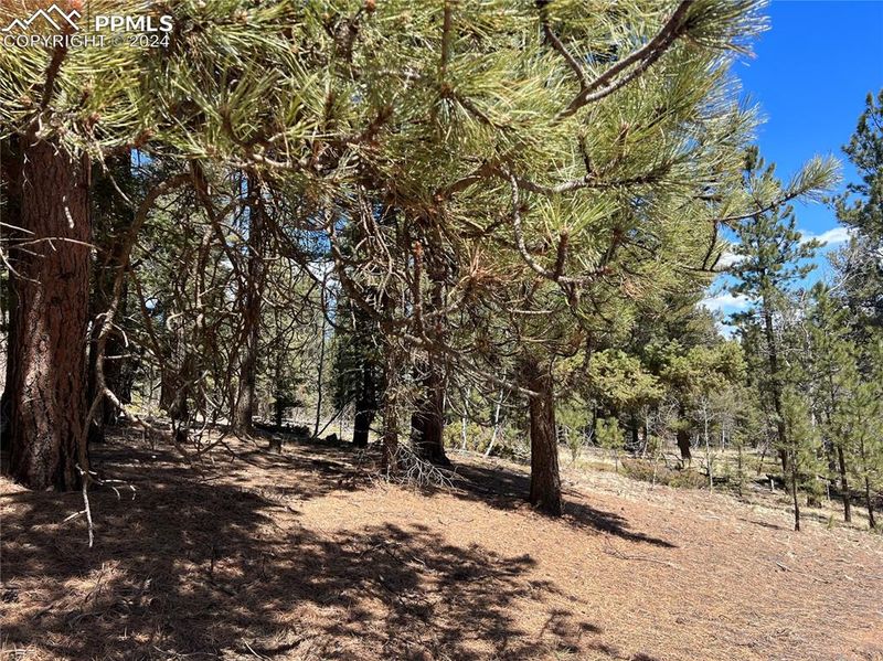121 W Lake Dr, Divide, CO 80814