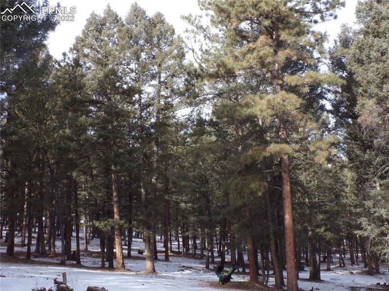 1220 Thomas Dr, Woodland Park, CO 80863
