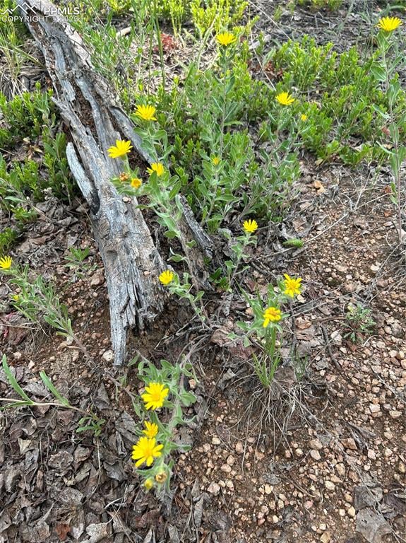 127 Rampart Cir, Florissant, CO 80816