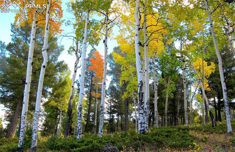 1300 Elk Meadow Rd, Divide, CO 80814